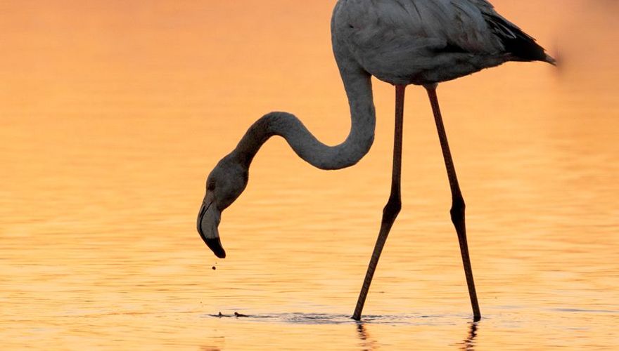 Europese flamingo / Femke Ketelaar 