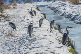 Reigers wachten op het voorjaar