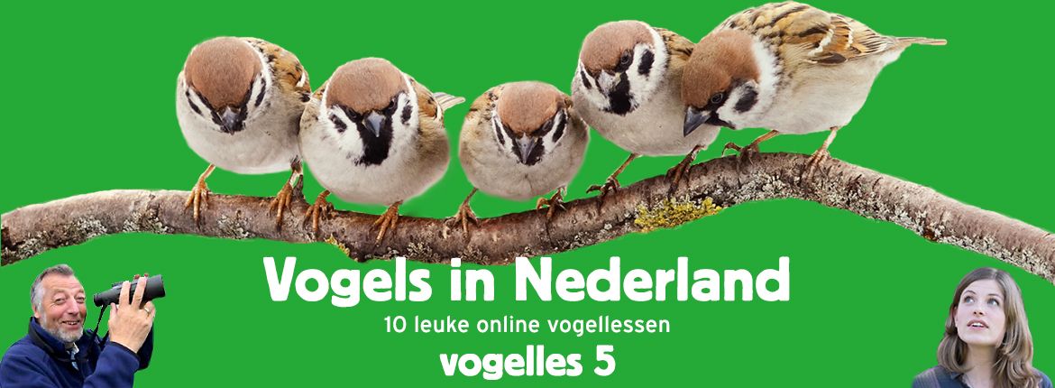 Vogels in Nederland - Vogelles 5