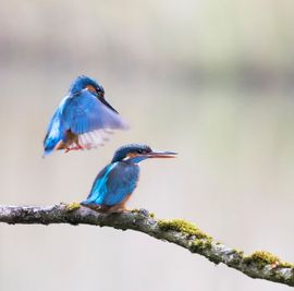 Ready for landing