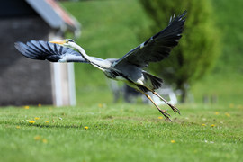 Opvliegende blauwe reiger