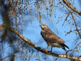 Buizerd op de uitkijk