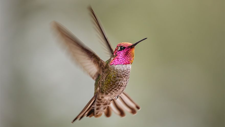 Anne's kolibrie / Shutterstock