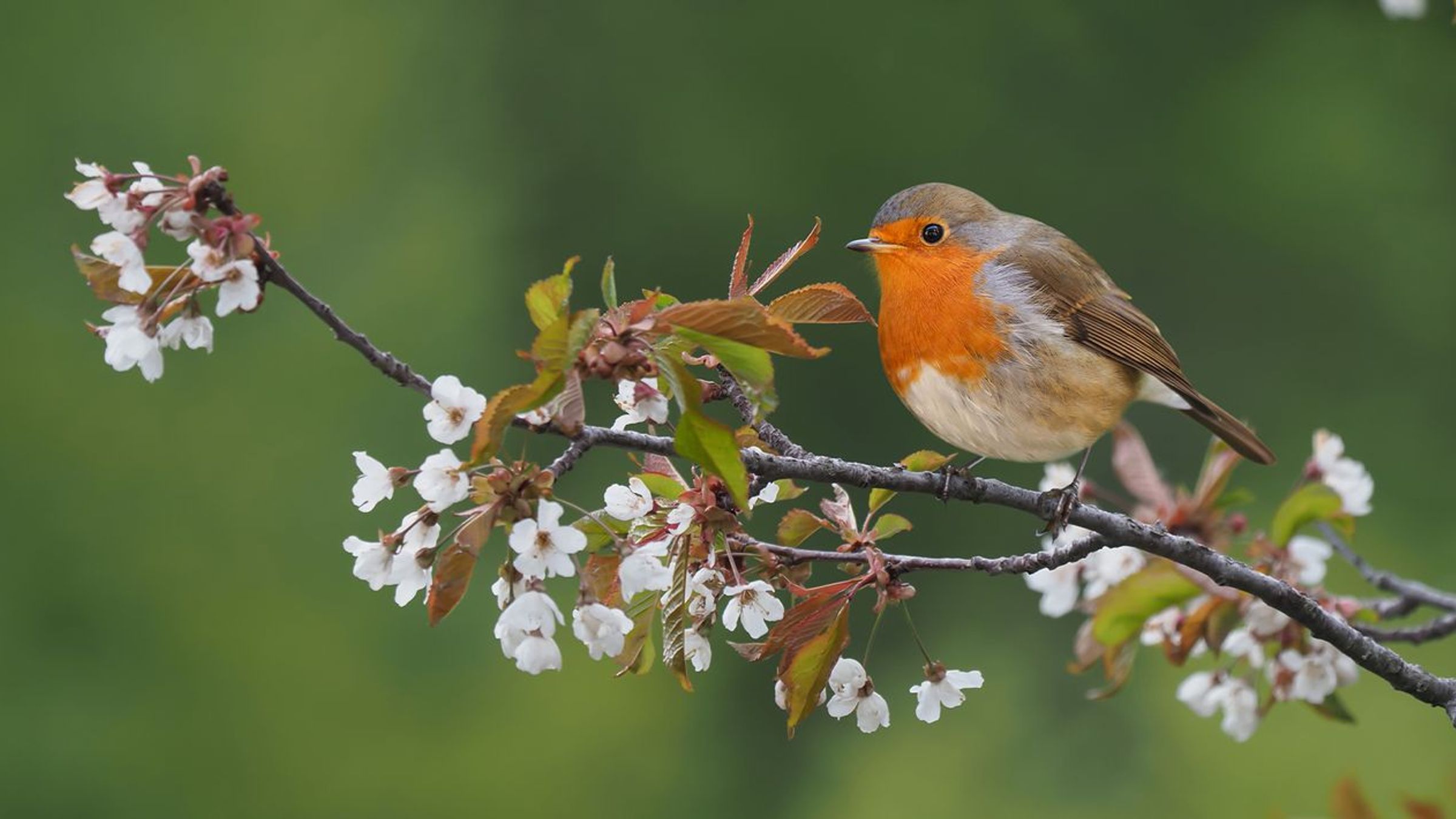 Roodborst / Shutterstock