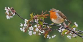 Roodborst / Shutterstock