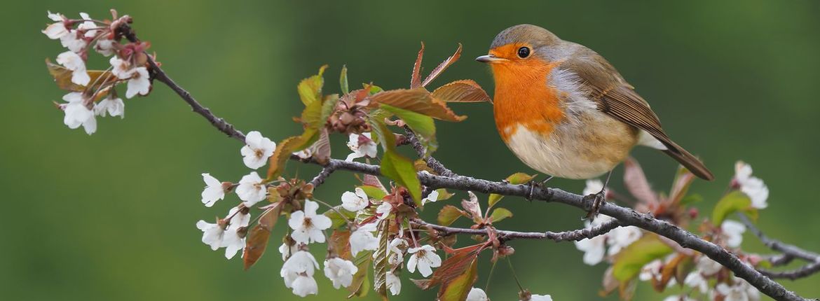 Roodborst / Shutterstock