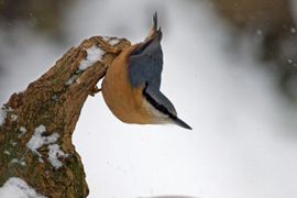 Boomklever in de sneeuw