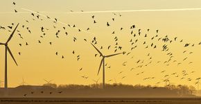 Windmolens en vogels / Shutterstock