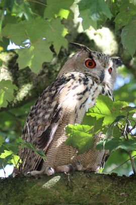 Oehoe unicum in de stad.