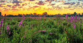 Blauwe Kamer / Shutterstock