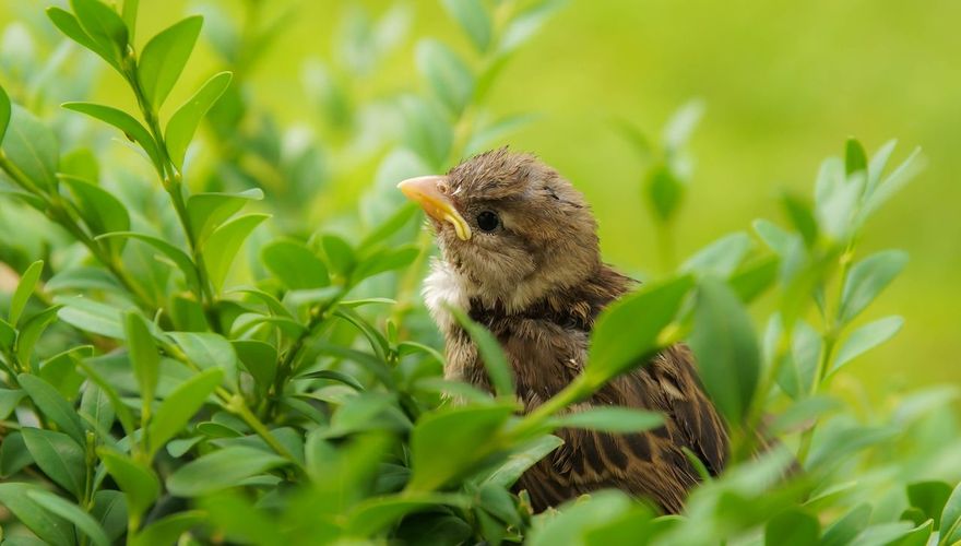 Huismus jong / Shutterstock