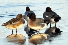 Met een noordenwind toch even in het zonnetje