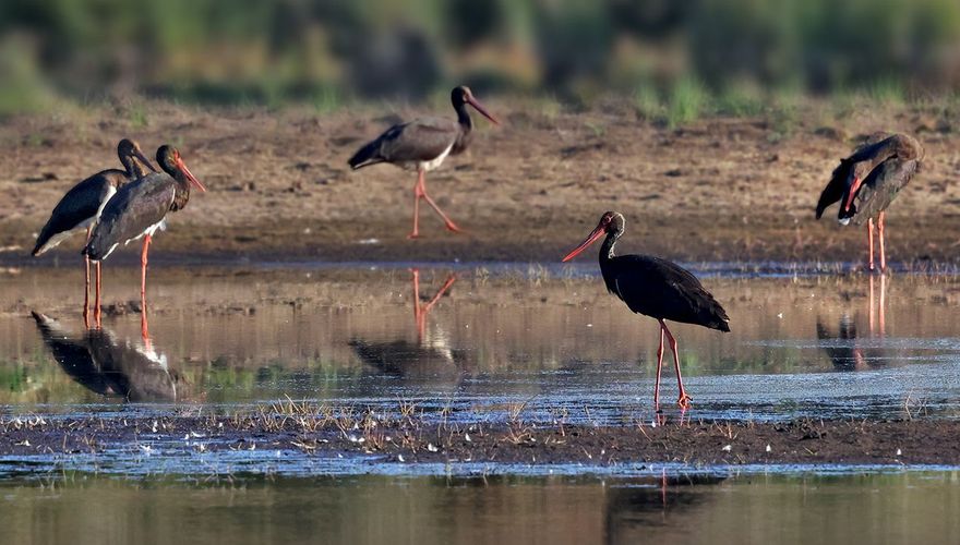 Zwarte ooievaar / Ruwan Aluvihare