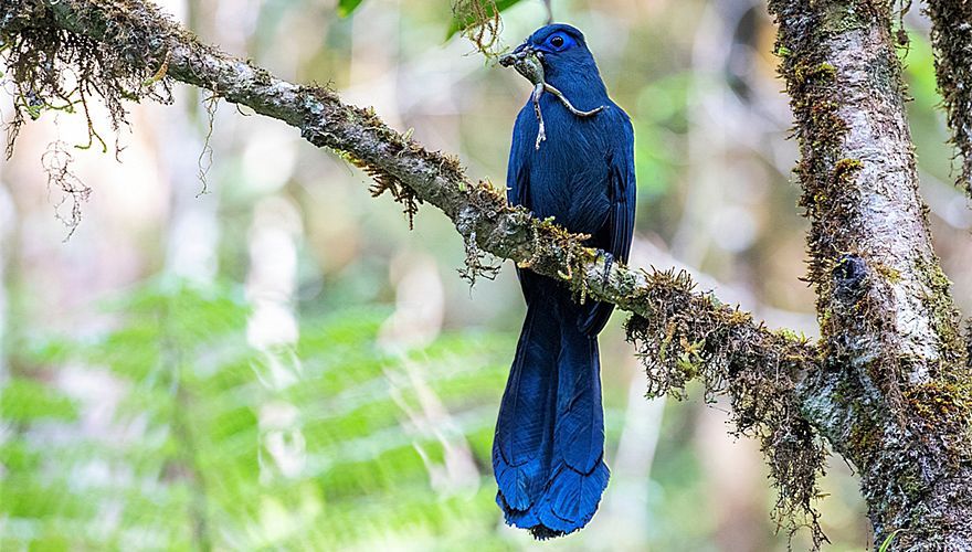 Blue coua, Perinet Special Reserve, Madagaskar / Marc Guyt AGAMI