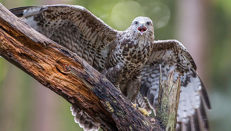 Buizerd /  Hans Peeters