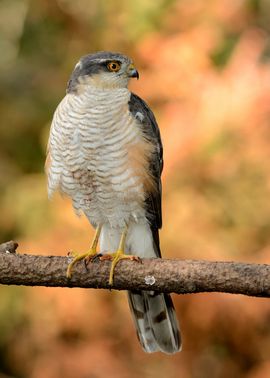 Sperwer rust even uit