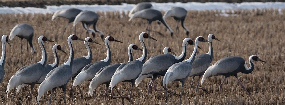 Grus vipio / Victor Heijke