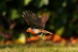 Hongerig roodborstje heeft pier gevangen!
