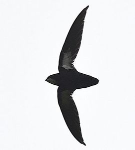Philippine-Spine-tailed-Swift - Laurens Steijn AGAMI