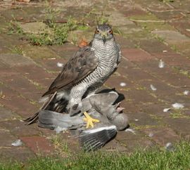 havik grijpt duif