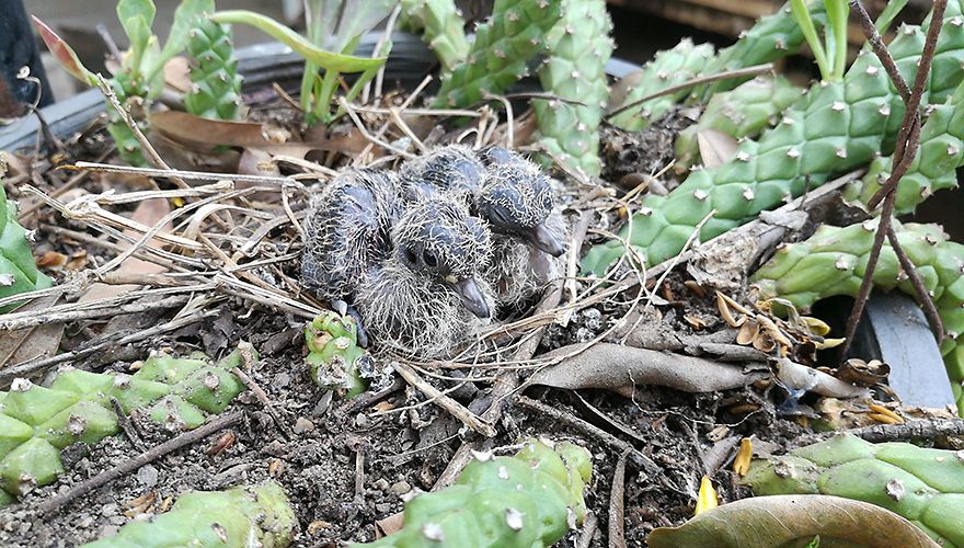 waterstof Lastig Concurreren 7 gekke nestplekken | Vogelbescherming