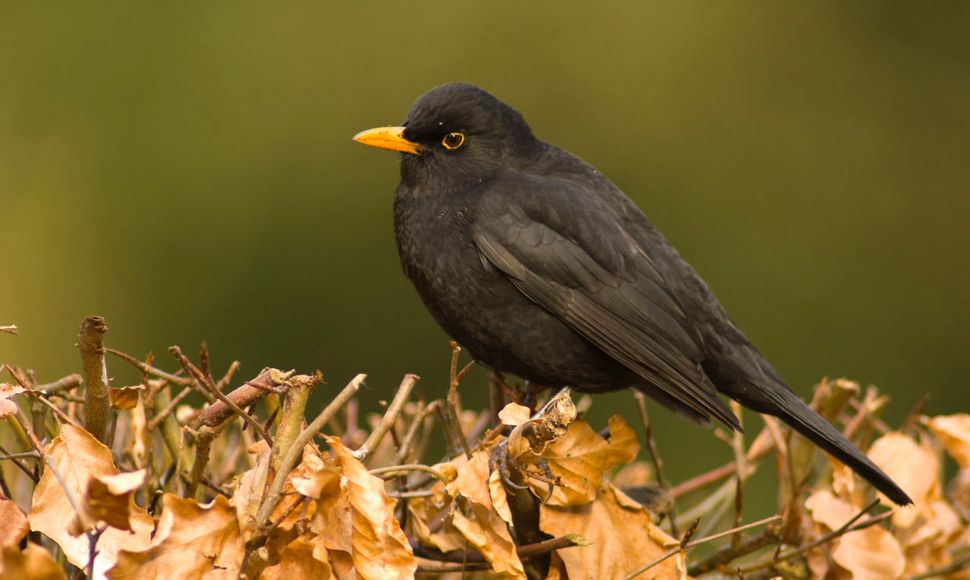 Afkeer surfen Licht Merel | Vogelbescherming