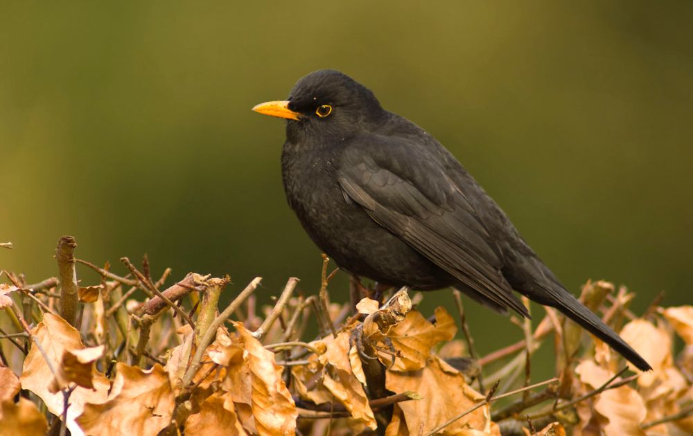 Verkeerd Lotsbestemming Krijgsgevangene Merel | Vogelbescherming