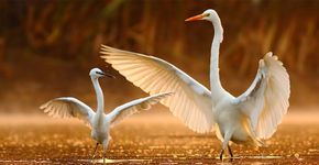 Kleine zilverreiger en grote zilverreiger / Shutterstock