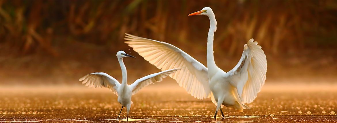 Kleine zilverreiger en grote zilverreiger / Shutterstock