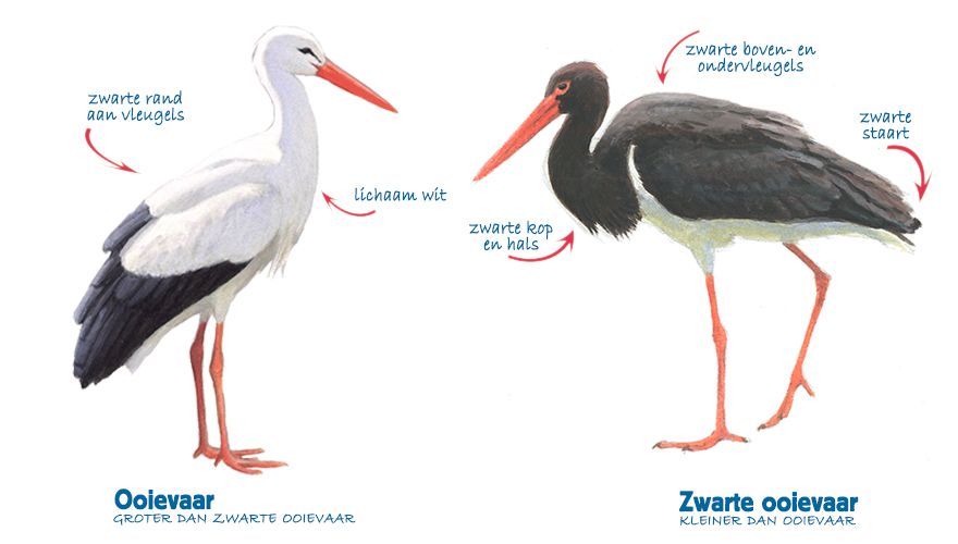 Infographic ooievaar - zwarte ooievaar