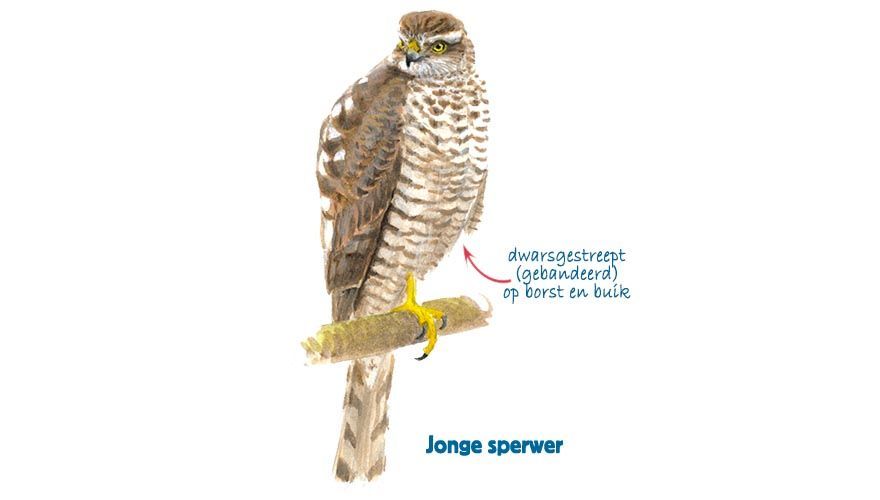 Infographic jonge sperwer