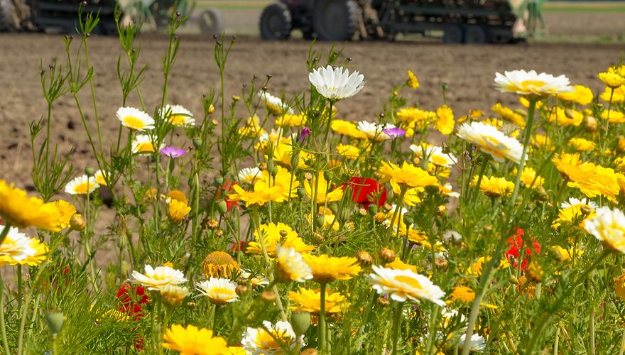 Bloemenweide met tractor in de achtergrond / Shutterstock