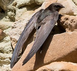 Gierzwaluw / Vogeldagboek - Adri de Groot