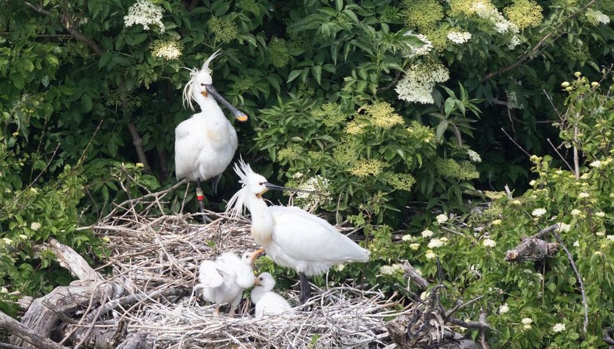 lepelaar/ Maarten Hotting