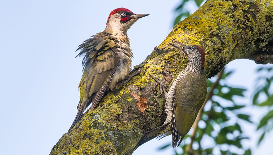 Groene specht / Jan Jongejan - Fotogalerij