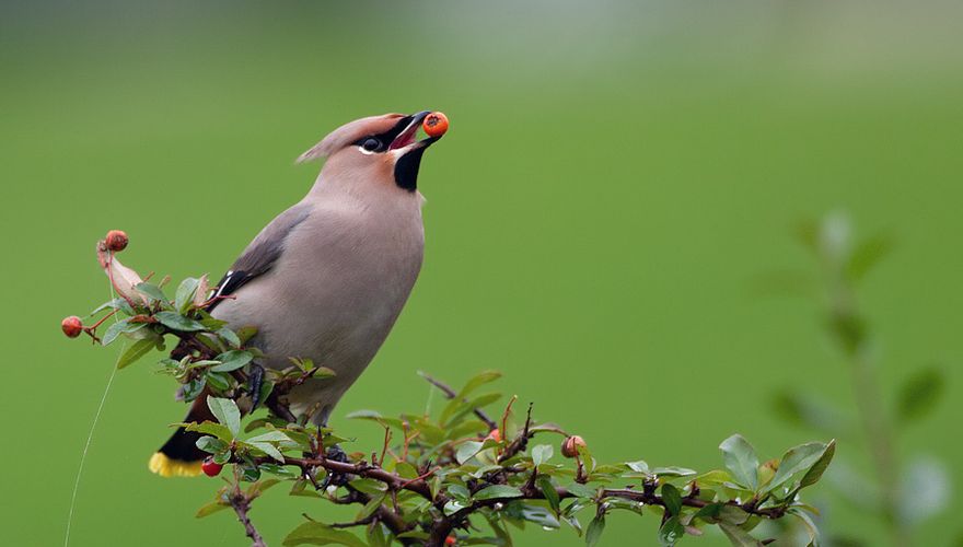 Pestvogel vuurdoorn / Jankees Schwiebbe Birdphoto