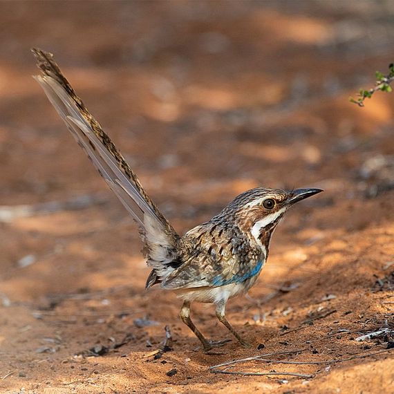 Long-tailed ground-roller, spiny forest nabij Ifaty, Madagaskar / Marc Guyt AGAMI