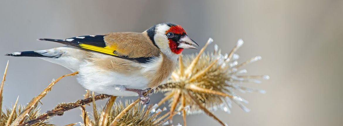 Putter op kaardebol / Shutterstock