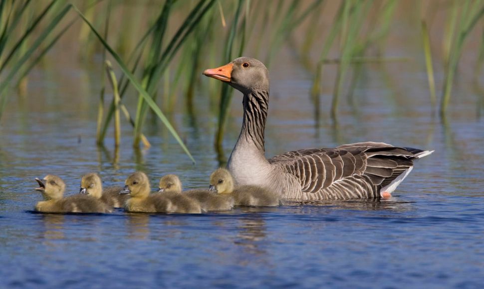 Grauwe gans / Agami