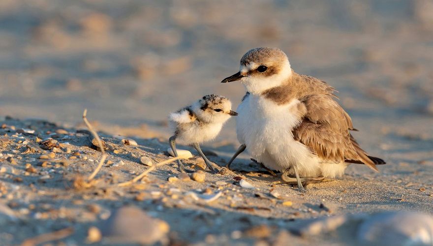 Strandplevier / Shutterstock