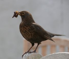 Attente oermoeder