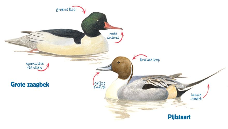 Infographic grote zaagbek - pijlstaart