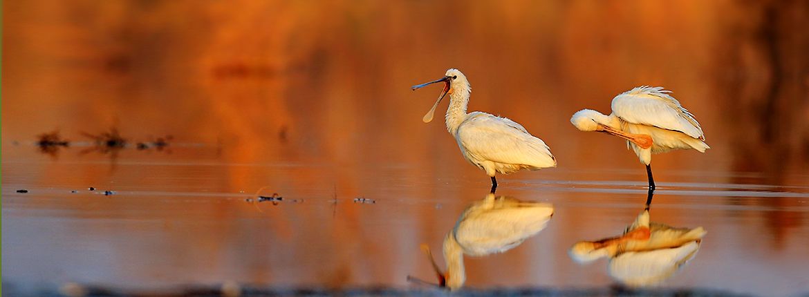 Lepelaar / Shutterstock