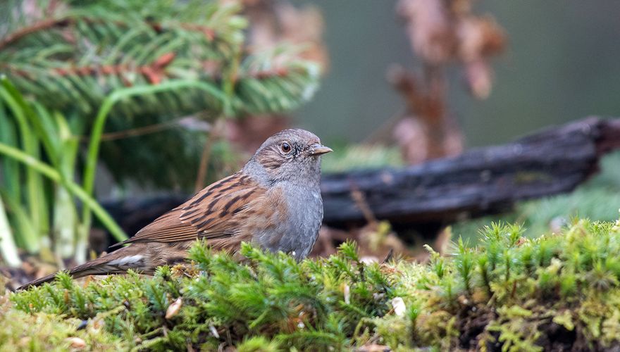 Heggenmus / Shutterstock