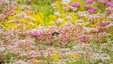 Roze vetkruid / Hans Peeters