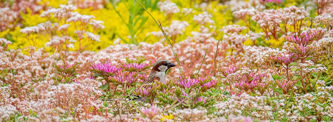 Roze vetkruid / Hans Peeters