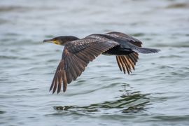 Aalscholver boven water