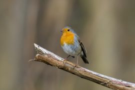 Roodborstje op de uitkijk