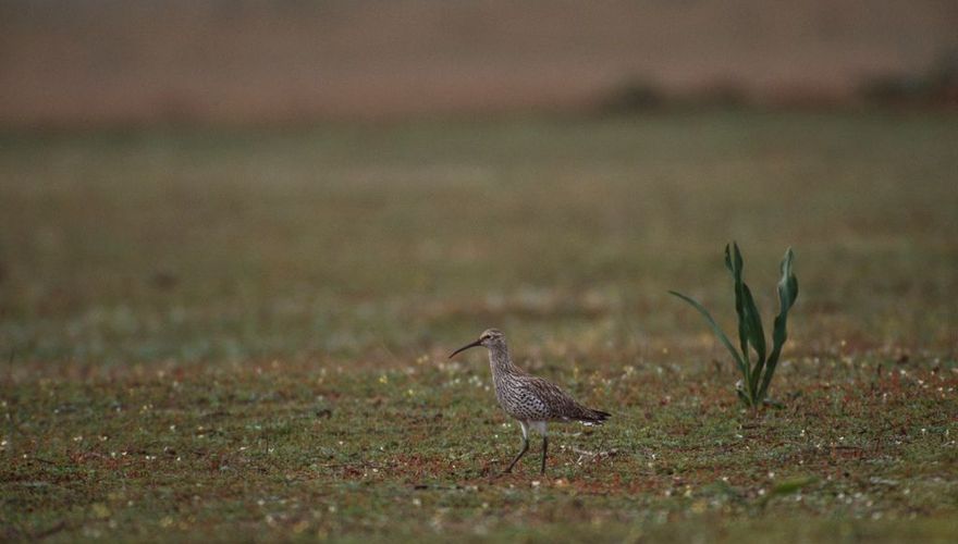 Dunbekwulp / Chris Gomersall (rspb-images.com)