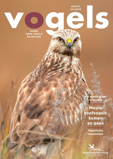 Vogels 4, 2025